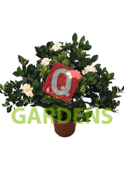 Gardenia jasminoides