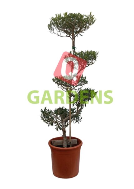 Olea europaea bonsai