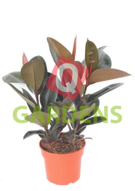 Ficus elastica