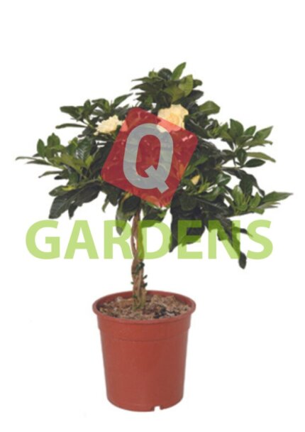 Gardenia jasminoides stem
