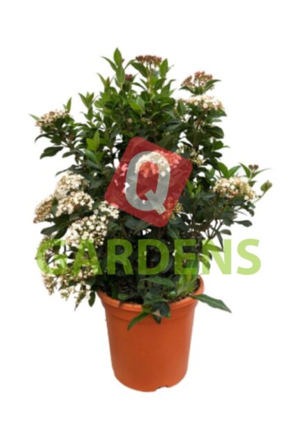 Viburnum tinus