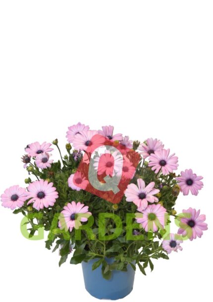 Osteospermum ecklonis