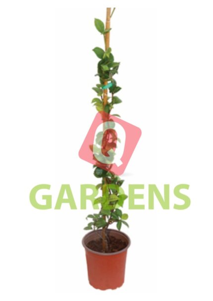 Trachelospermum jasminoides