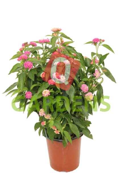 Lantana camara