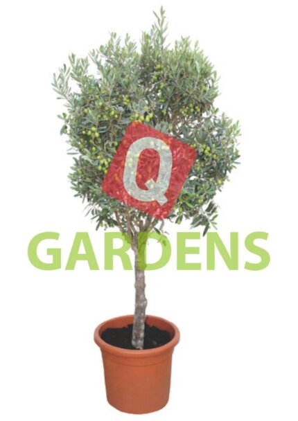 Olea europaea stem
