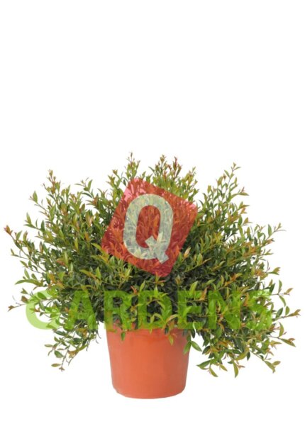 Syzygium ball austale
