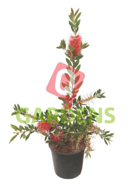 Callistemon spp. bush