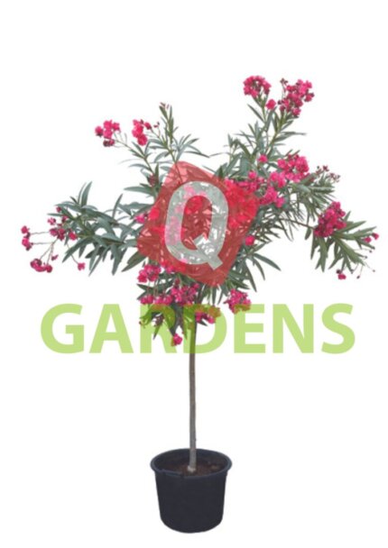 Nerium oleander stem