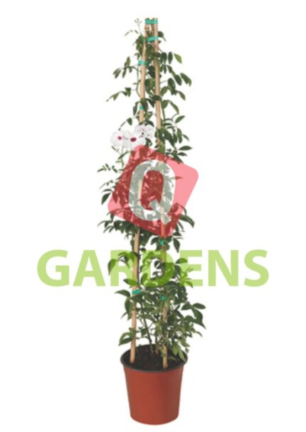 Pandorea jasminoides