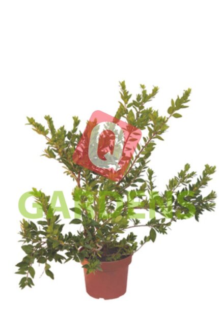 Myrtus communis