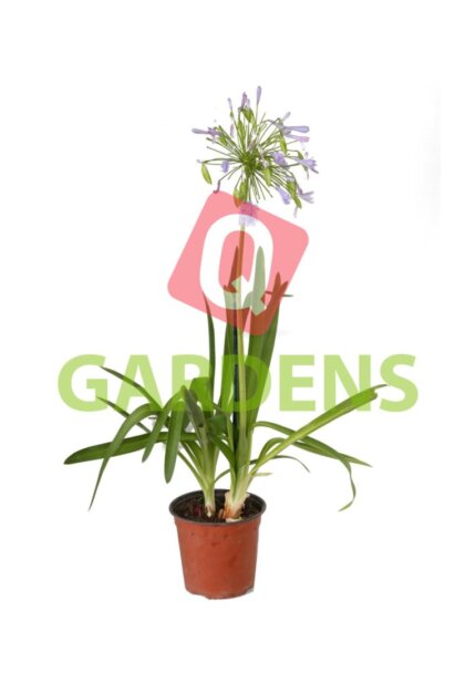 Agapanthus africanus S.P.