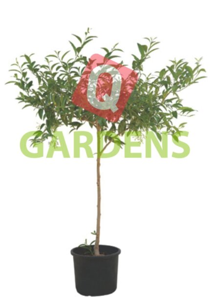 Cestrum noctornum