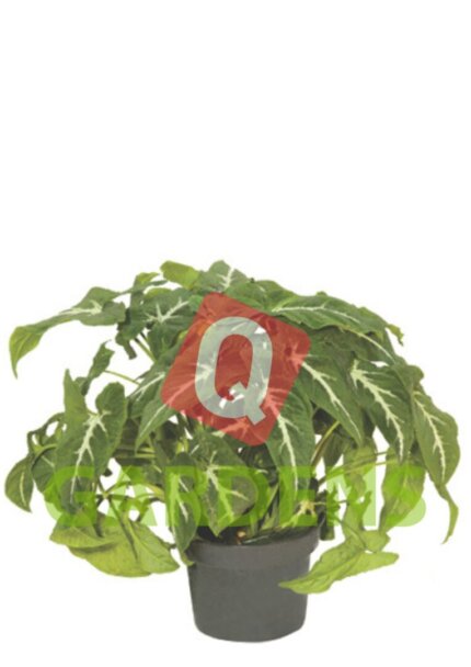 Syngonium podophyllum