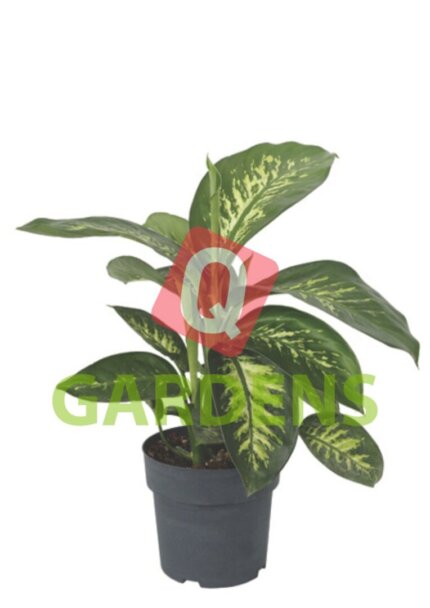 Dieffenbachia seguine