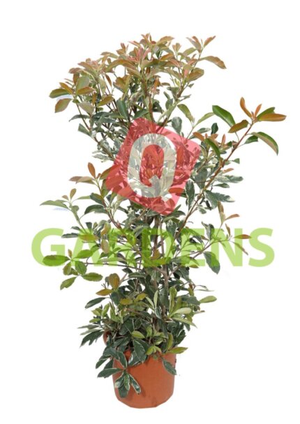 Photinia spp. bush