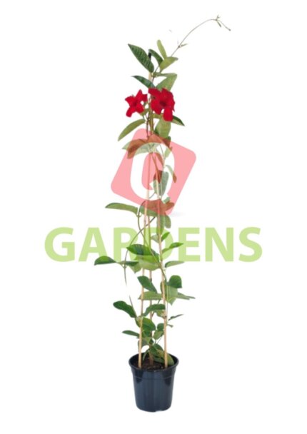 Mandevilla sanderi (climbing)