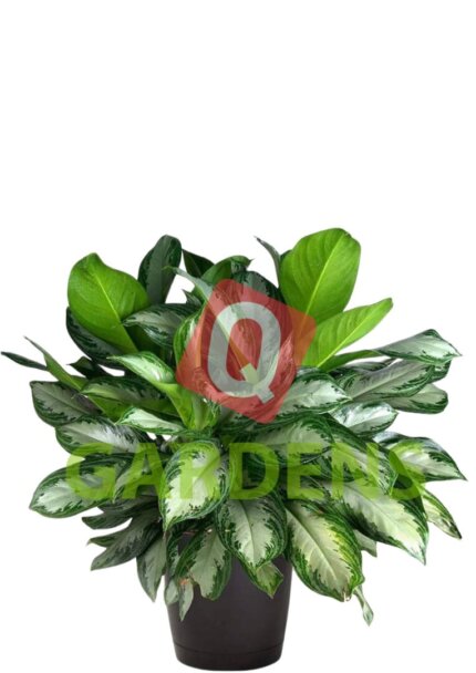 Aglaonema communatum