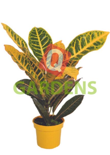 Codiaeum variegatum