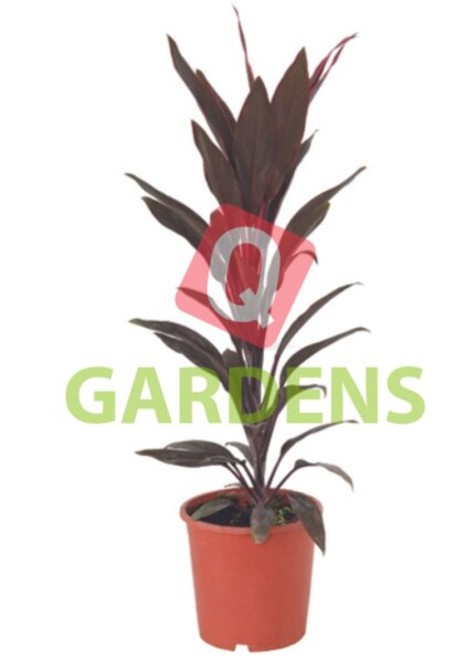 Cordyline fruticosa