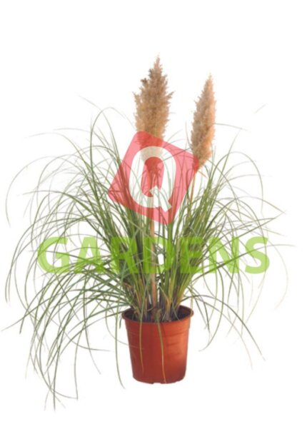 Cortaderia selloana