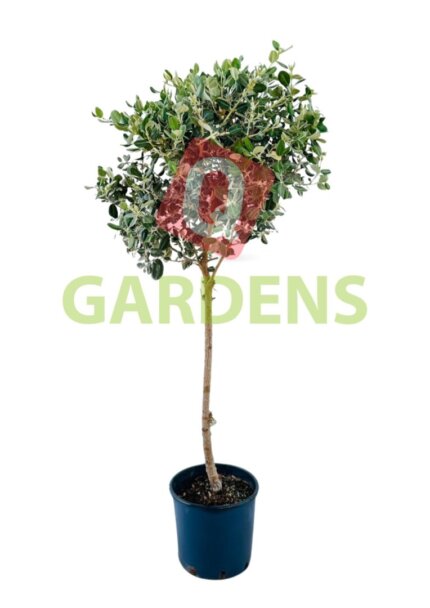 Metrosideros excelsa stem