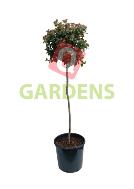 Viburnum tinus stem