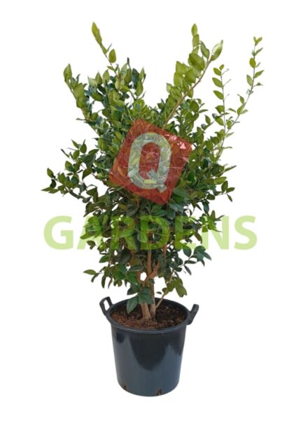 Ligustrum vulgare