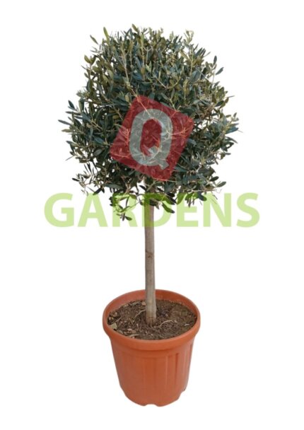 Olea europaea stem