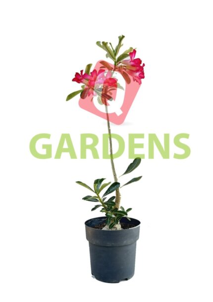 Adenium sp.