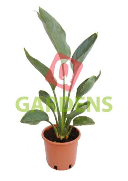 Strelitzia reginae