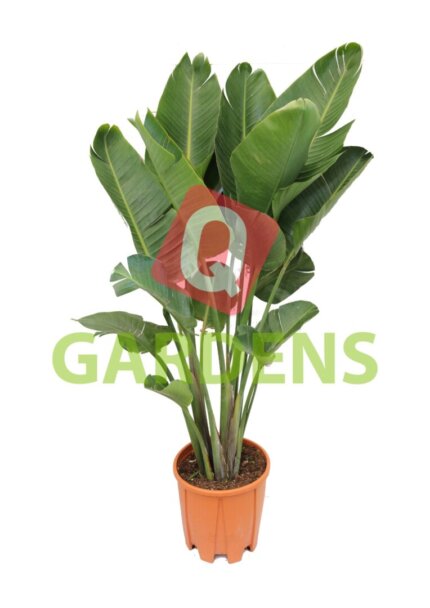 Strelitzia nicolai