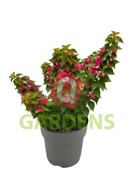 Bougainvillea glabra