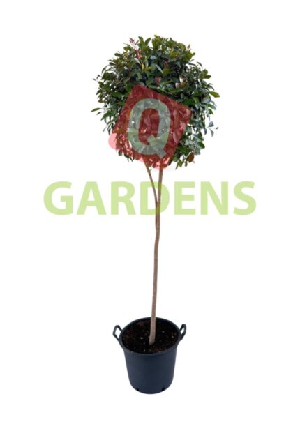 Eugenia uniflora stem 'Etna Fire'