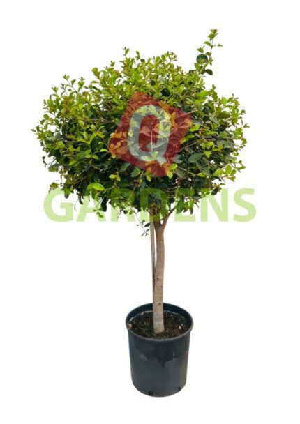 Eugenia uniflora stem 'Etna Fire'