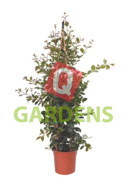 Eugenia uniflora bush 'Etna Fire'