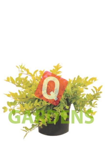 Duranta erecta bush "Gold edge"