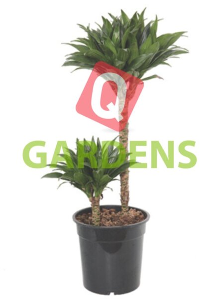 Dracaena "Janet Craig"