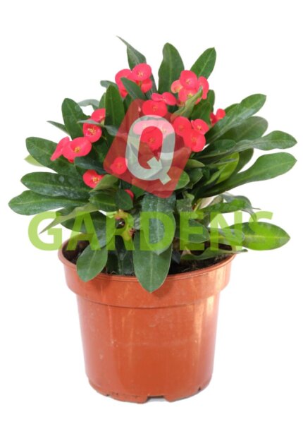 Euphorbia milii (Crown of Thorns)
