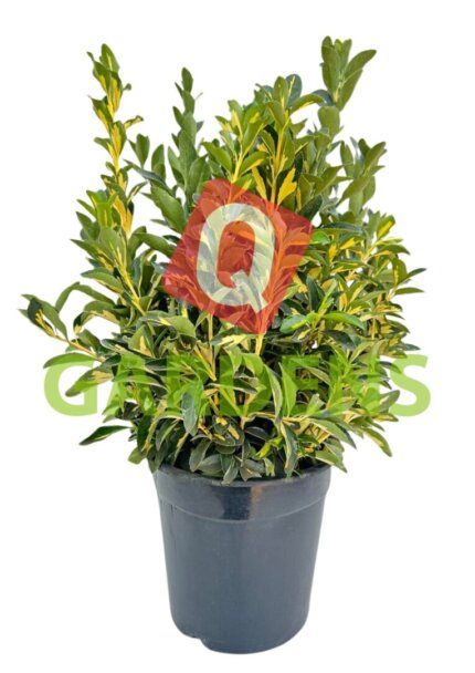 Euonymus fortunei 'Emerald Gaiety'
