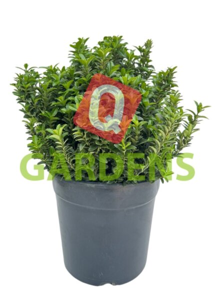Euonymus japonicus 'Green Spire'
