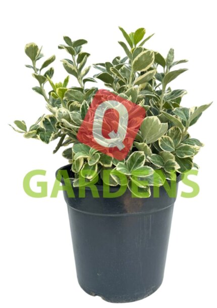 Euonymus fortunei 'Silver Queen'