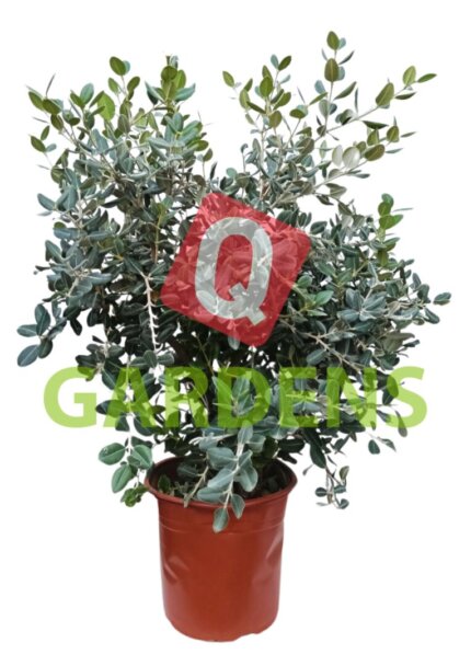 Metrosideros excelsa bush