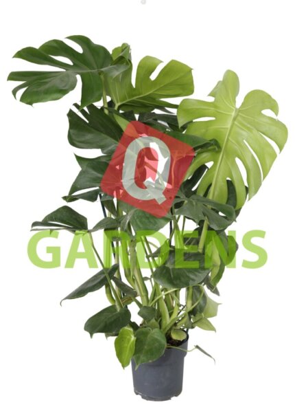 Monstera deliciosa