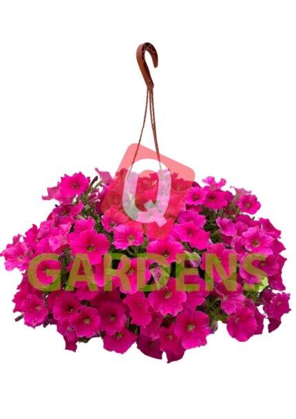 Petunia hybrida