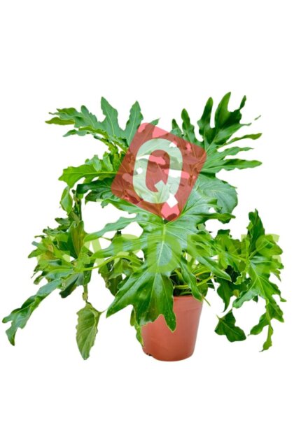 Philodendron Selloum (Philodendron bipinnatifidum)