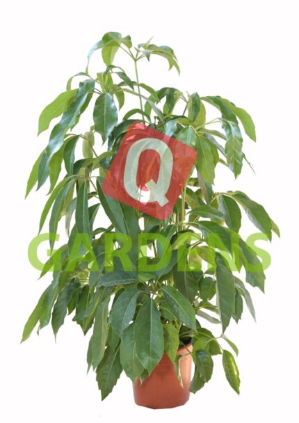 Shefflera actynophylla (Umbrella tree)