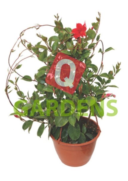 Mandevilla sanderi (hanging)