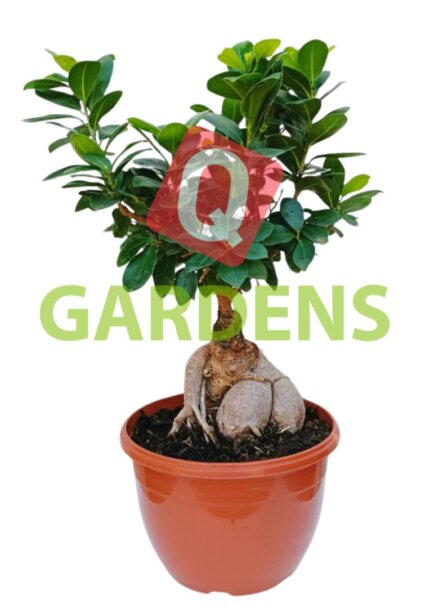 Ficus microcarpa