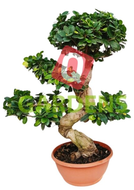 Ficus microcarpa (s shape)