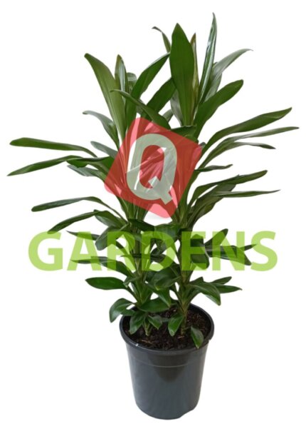Cordyline glauca